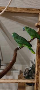 Blaustirnamazonen Pärchen