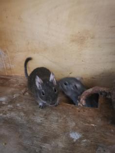 2 männliche Degus abzugeben