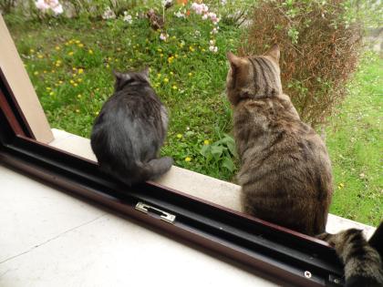 Zwei Deckkater suchen nette Damen zum kuscheln und decken