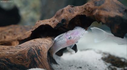 L144 Long Fin Ancistrus snow weiß