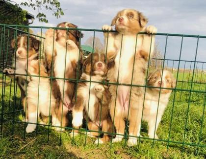 Australian Shepherd Welpen