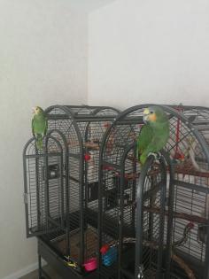 Zwei Amazonenpapageien