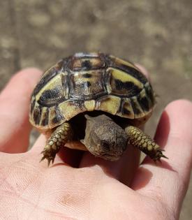 Testudo hermanni boettgeri NZ 2021 mit Cites