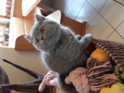 Sehr schönes Katerchen in Blau abzugeben