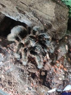 Brachypelma Albopilosum 5 Jahre adultes Weibchen vom Händler/Züchter
