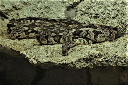1. 0 Madagaskarboa