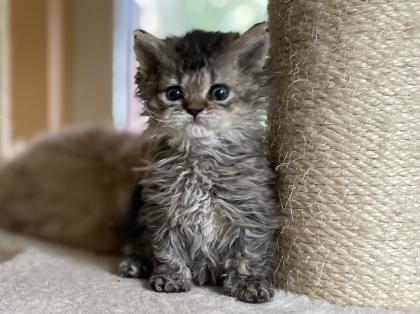 Hübscher Wurf Lockenkatzen