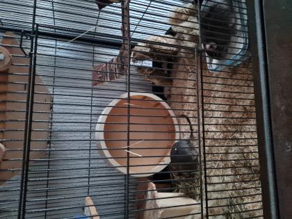 2 Degus zu verkaufen