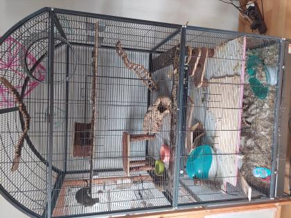 3 Degu Mädchen mit Voliere
