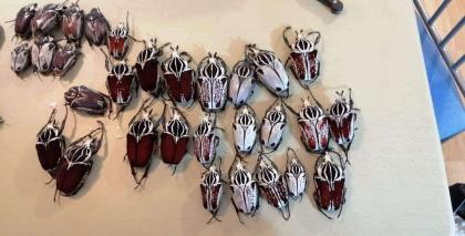 Live And Dead Beetles Available