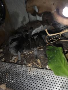 3 Vogelspinnen zu verkaufen