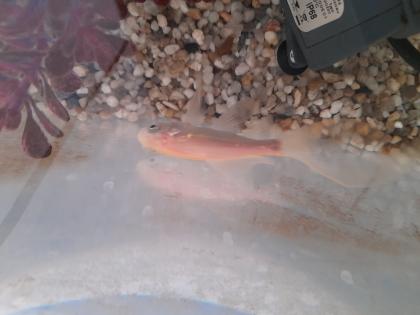 Goldfisch zu vergeben