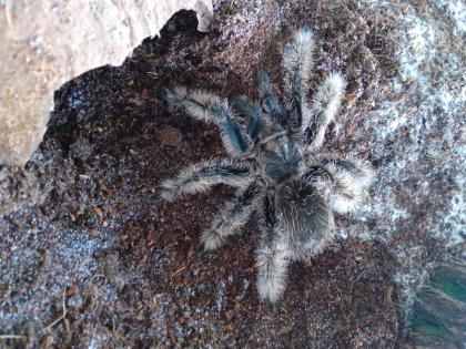 Tliltocatl albopilosum Subadult 6 - 6, 5cm KL unbestimmt Kraushaar-Vogelspinne