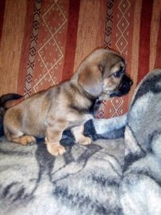 Pekinese mischlinge