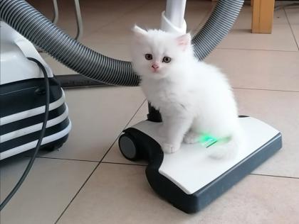 Perser Kitten, Kätzchen