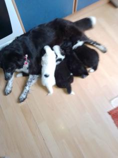 Liebenswerte Border Collie Mix Welpen zu vergeben