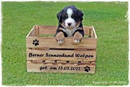 Berner Sennenhund Welpen