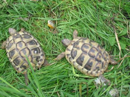 Dalmatinische Landschildkröte Männlich Testudo Hermanni Hercegovinensis