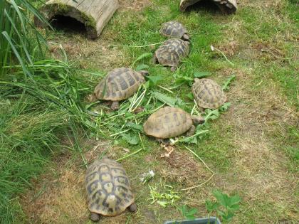 Testudo Hermanni Boettgerie Weibchen eierlegend gesund
