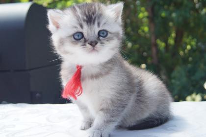 Reinrassige Britisch Kurzhaar Kitten, BKH vom Kragener Eck