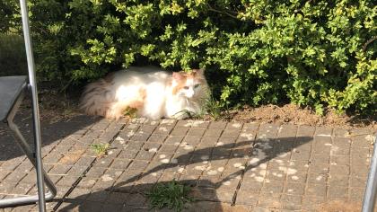 Norwegische Waldkatze und Siammix Damen