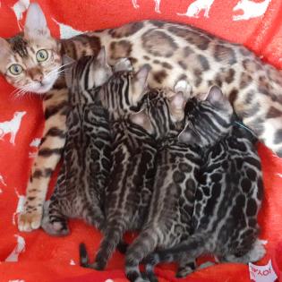 Bengalkitten ab Mitte August abzugeben