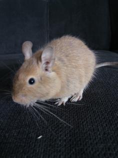 Degus günstig abzugeben