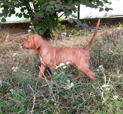 Catahoula Welpen