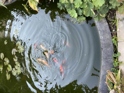 Goldfische ca. 50 Fische kostenlos abzugeben