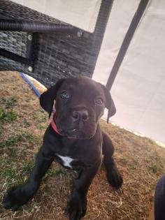 Verkaufe cane corso Mädchen