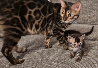 Wunderschöne Kitten suchen ein zu Hause