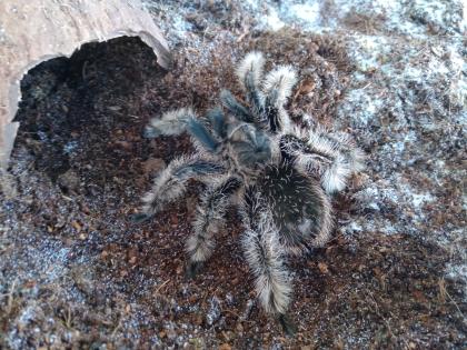 Tliltocatl Albopilosum SubAdult unbestimmt 5cm KL Kraushaar