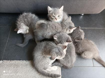 4 BKH Mädchen suchen ein neues zu Hause