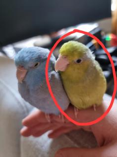 Vermisst, Sperlingspapagei entflogen