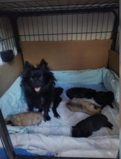 Pomchi Welpen