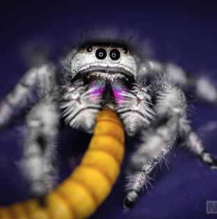 Springspinnen Phidippus regius nordflorida FH2-7