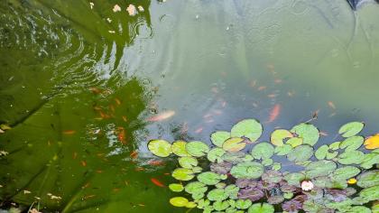 Goldfischbabies zu verschenken