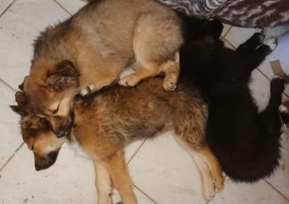 Altdeutscher Hütehund x Border Collie