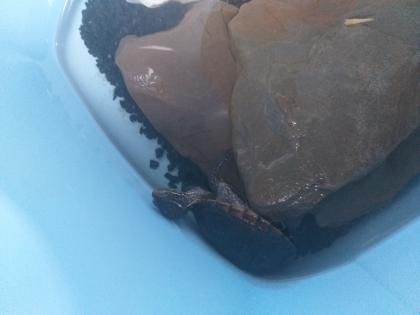 Moschussschildkröte