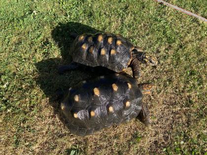 Köhlerschildkröten abzugeben