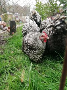 Bruteier von Orpington, Silverudds BE, und Barbezieux BE.