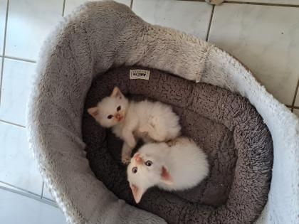 Siam Kitten suchen liebevolles zu Hause