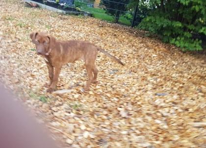 Catahoula leo dog