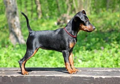 Reinrassige Dobermann Welpen