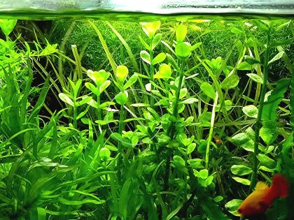 Fettblatt, Aquariumpflanzen, Bündel Versand/ Abholung