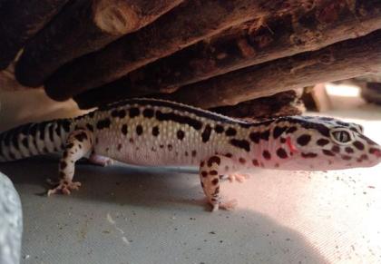 Leopardgecko Weibchen Mack Snow Zorro Bandit Bold Stripe