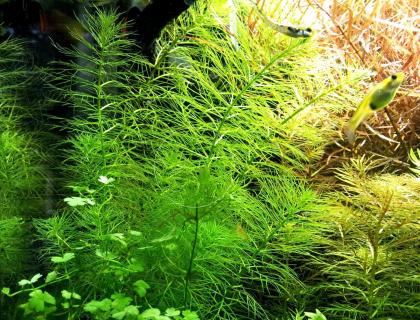 Guyana Tausendblatt, Bündel, Aquarienpflanzen Versand/ Abholung
