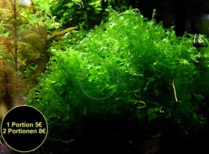 Süsswassertang, Aquarienpflanzen, Aktion Versand/ Abholung