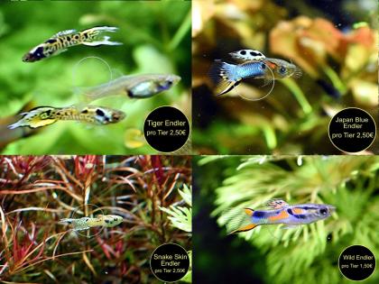 Endler, Guppy, reinerbig, ab 1, 50Euro Versand/ Abholung