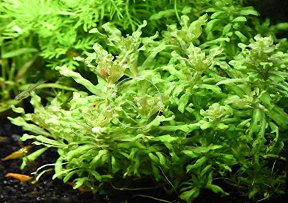 Kleiner Wasserstern, Bündel, Aquariumpflanzen Versand/ Abholung
